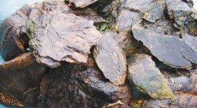 能源管理硕士资讯｜中国页岩气开发技术如何突破？